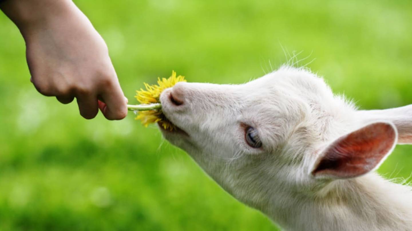 Clean Up Your Unsightly Yard With a Rentable Goat