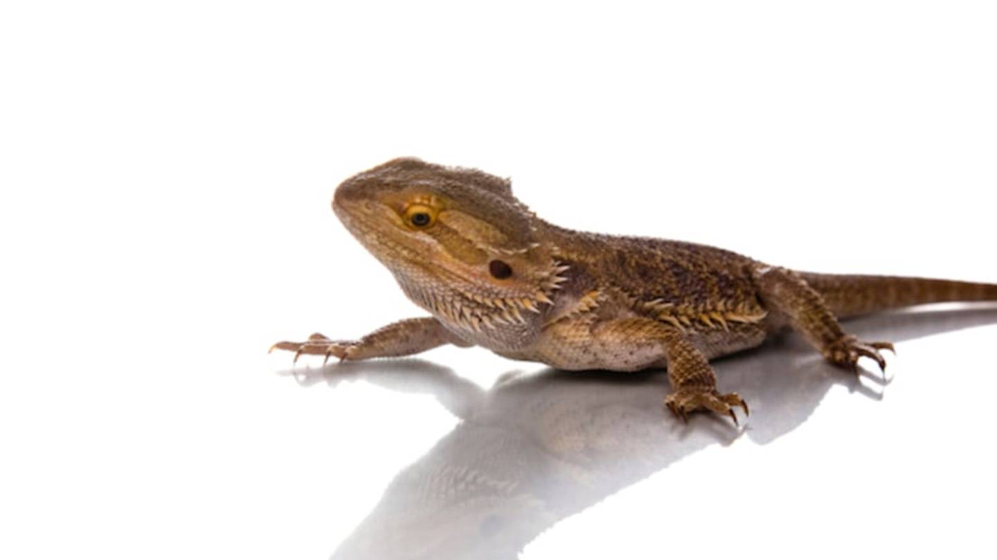This Lizard Changes Sex Based On Temperatures, and Becomes Extra Fertile