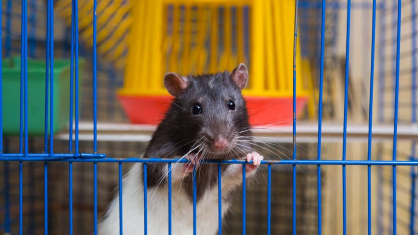 Rats Can Save Lives by Sniffing Out LandÂ Mines