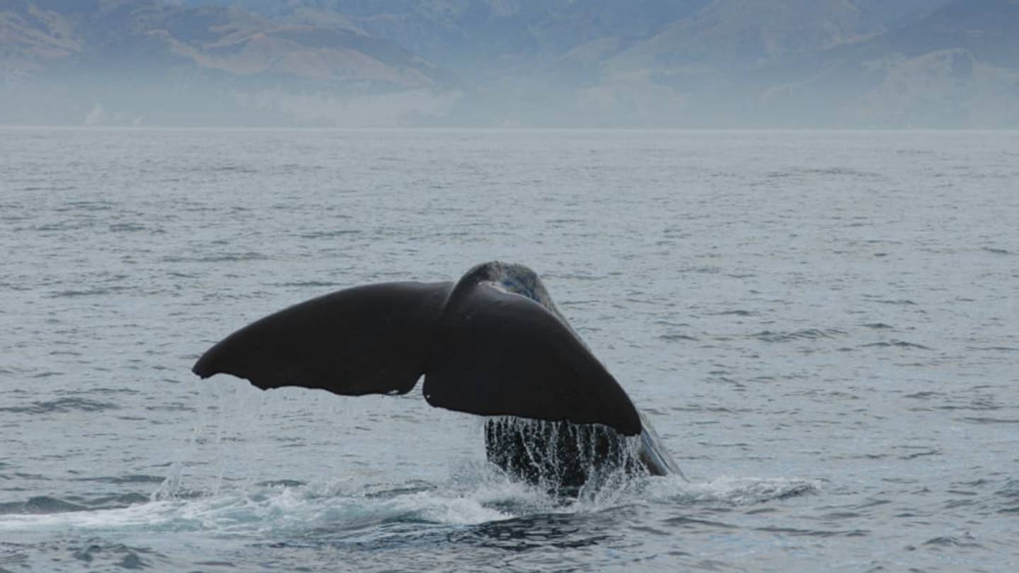 11 Blubbery Facts About Sperm Whales