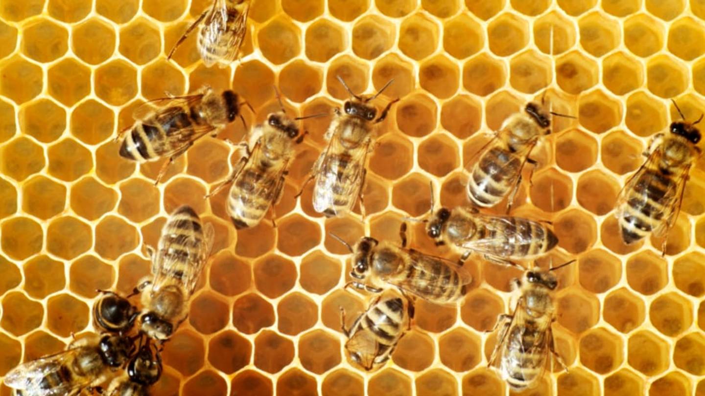 Are Bees Really All That Busy?