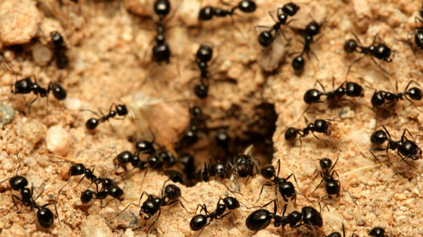 Beetle Tricks Ants by Speaking their Language(s)