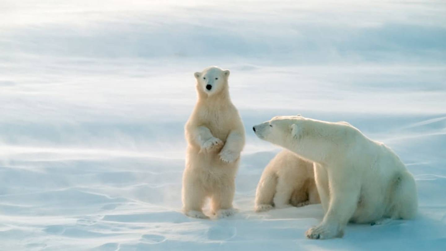 15 Big, Furry Facts About Polar Bears