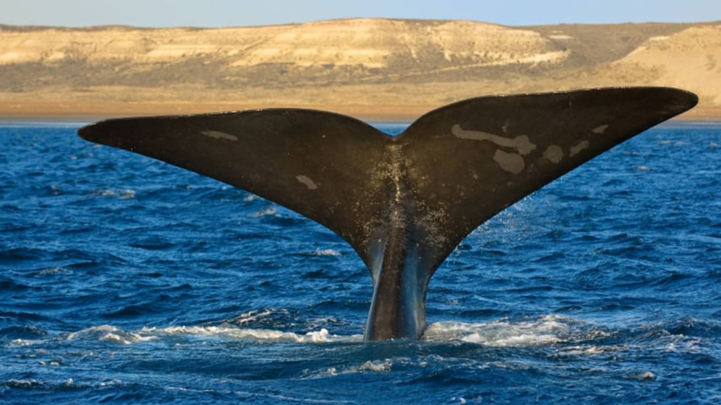 10 Animals We Tagâand What We Learn From It