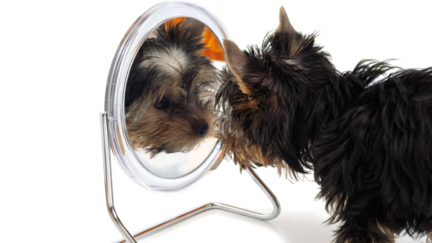Can Animals Recognize Their Reflections In Mirrors?