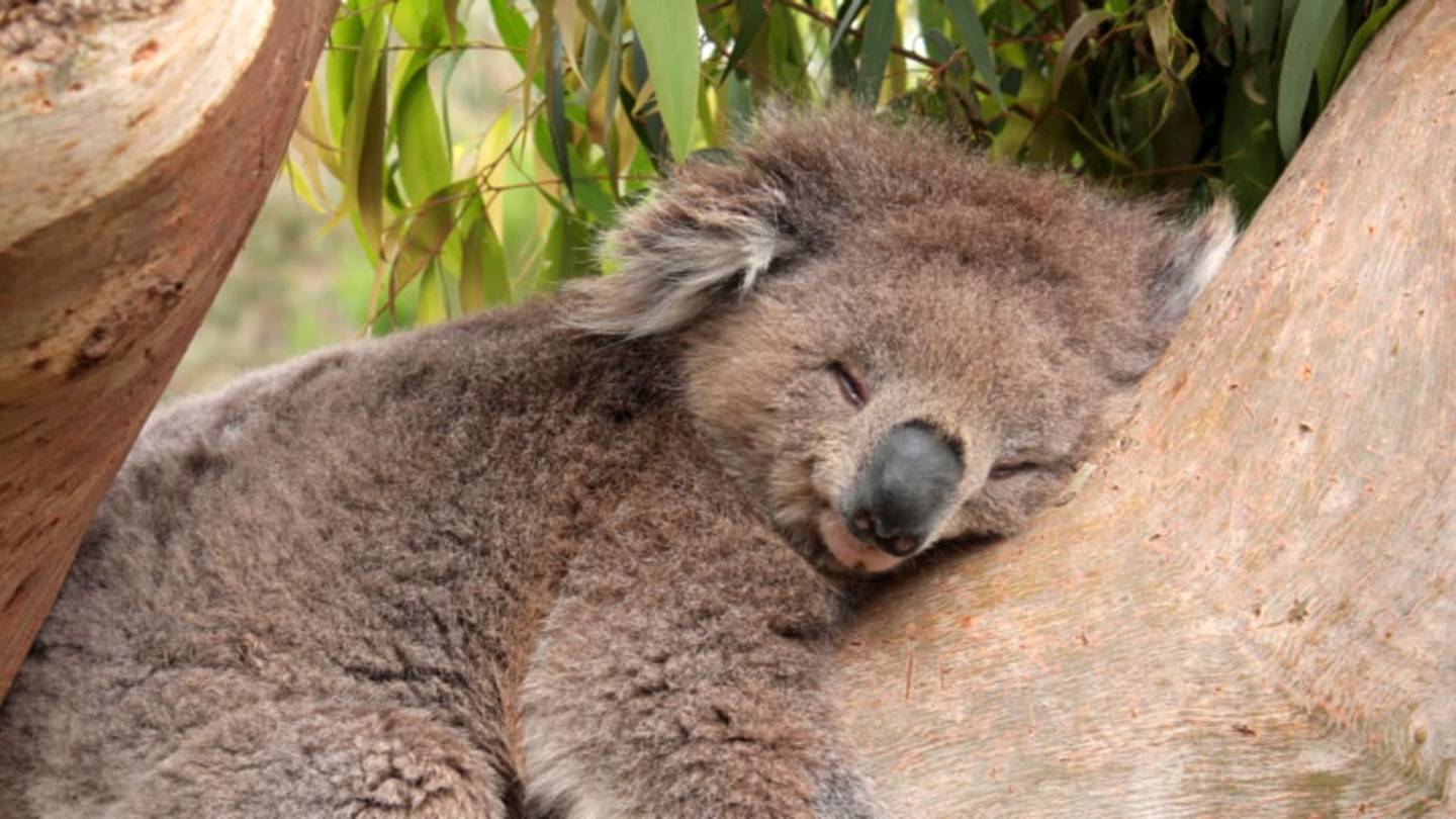 Why Do Koalas Hug Trees?