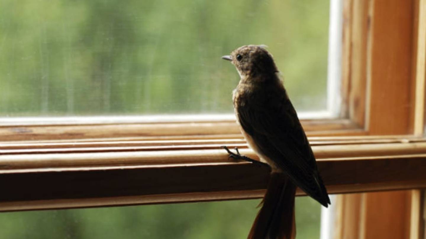 Why Do Birds Fly Into Windows?