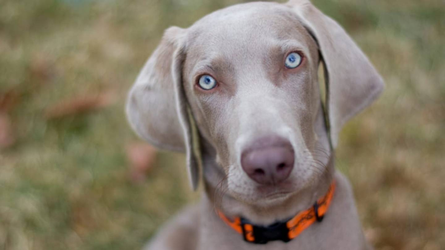 11 Noble Facts About Weimaraners