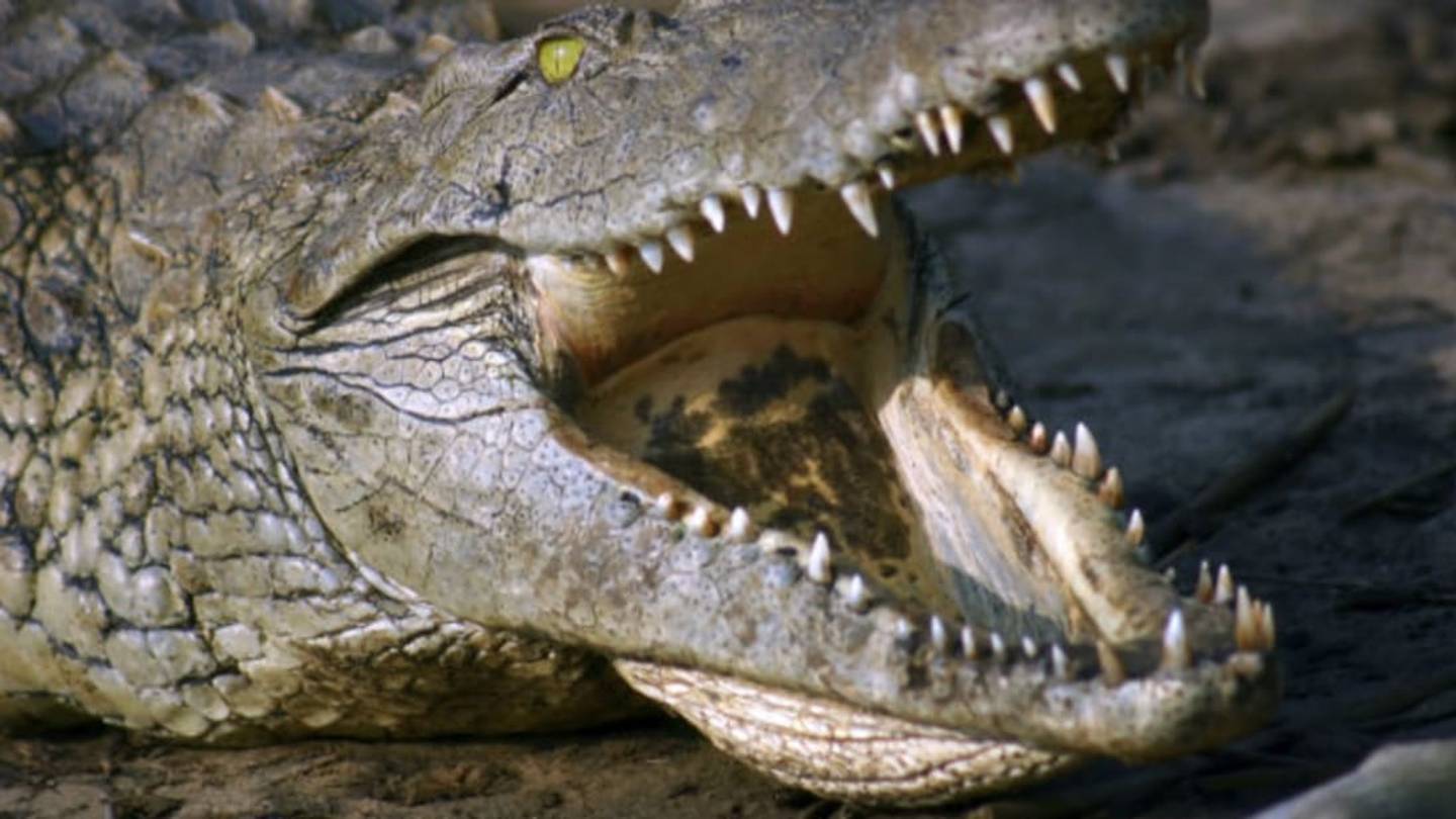 People-Eating Nile Crocodiles Identified in Southern Florida
