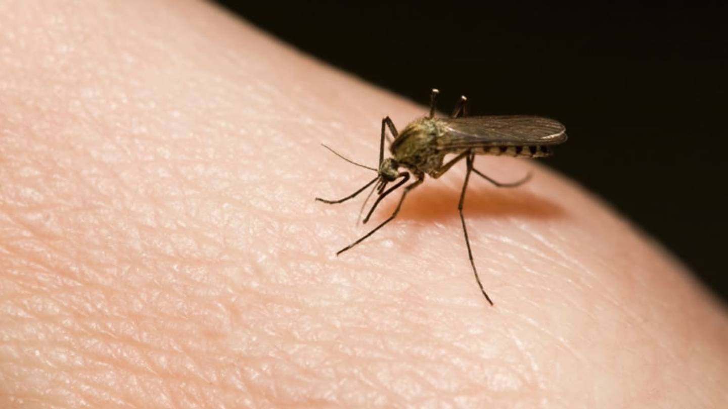 Do Mosquitoes Get Drunk After Biting Intoxicated People?