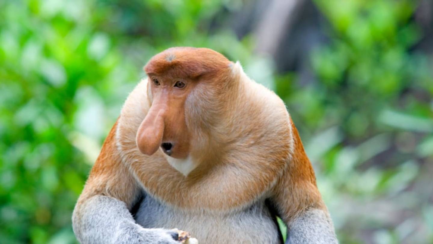 5 Great Snoots of the Animal Kingdom