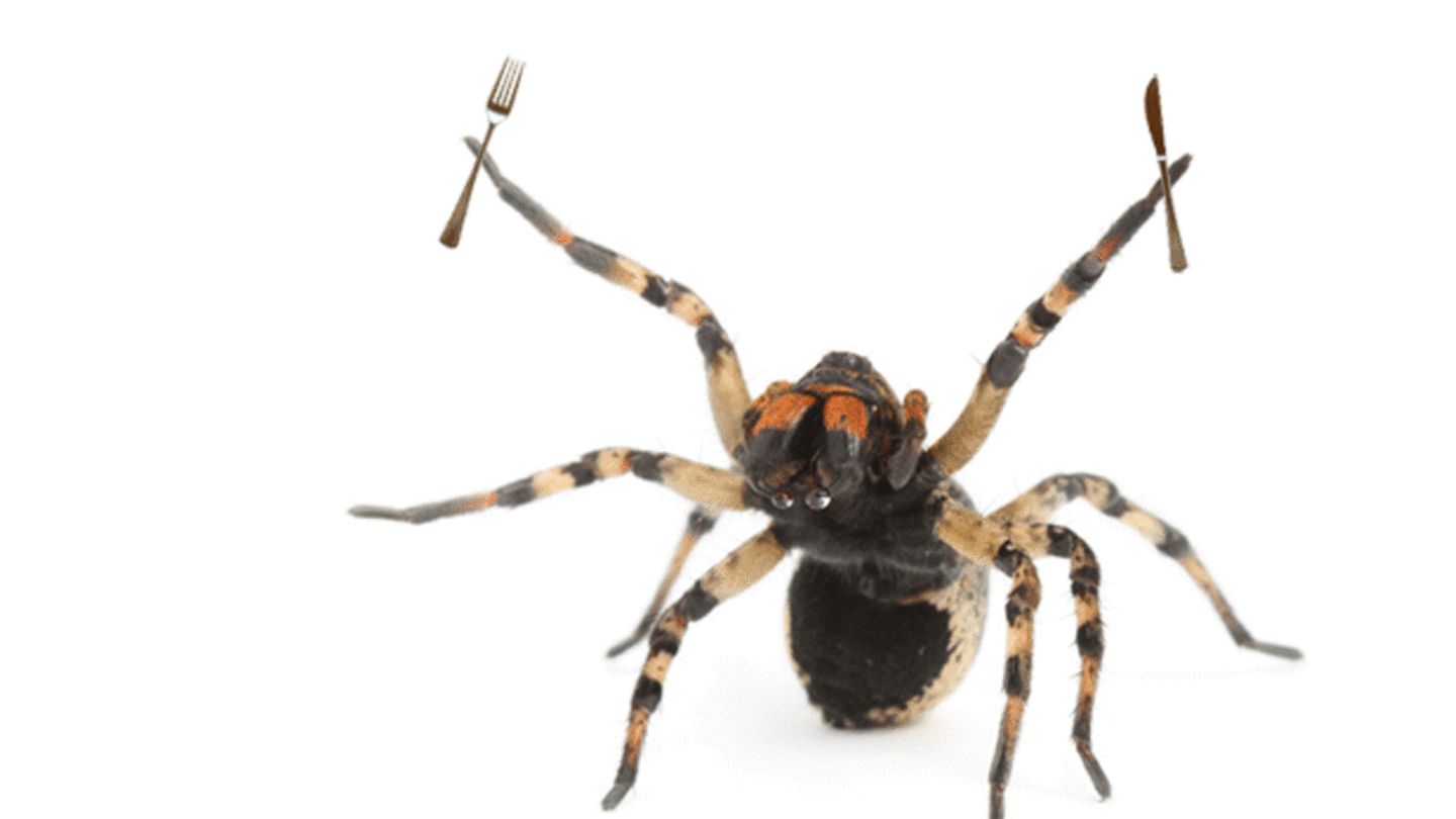 5 Crazy Things That Spiders Eat