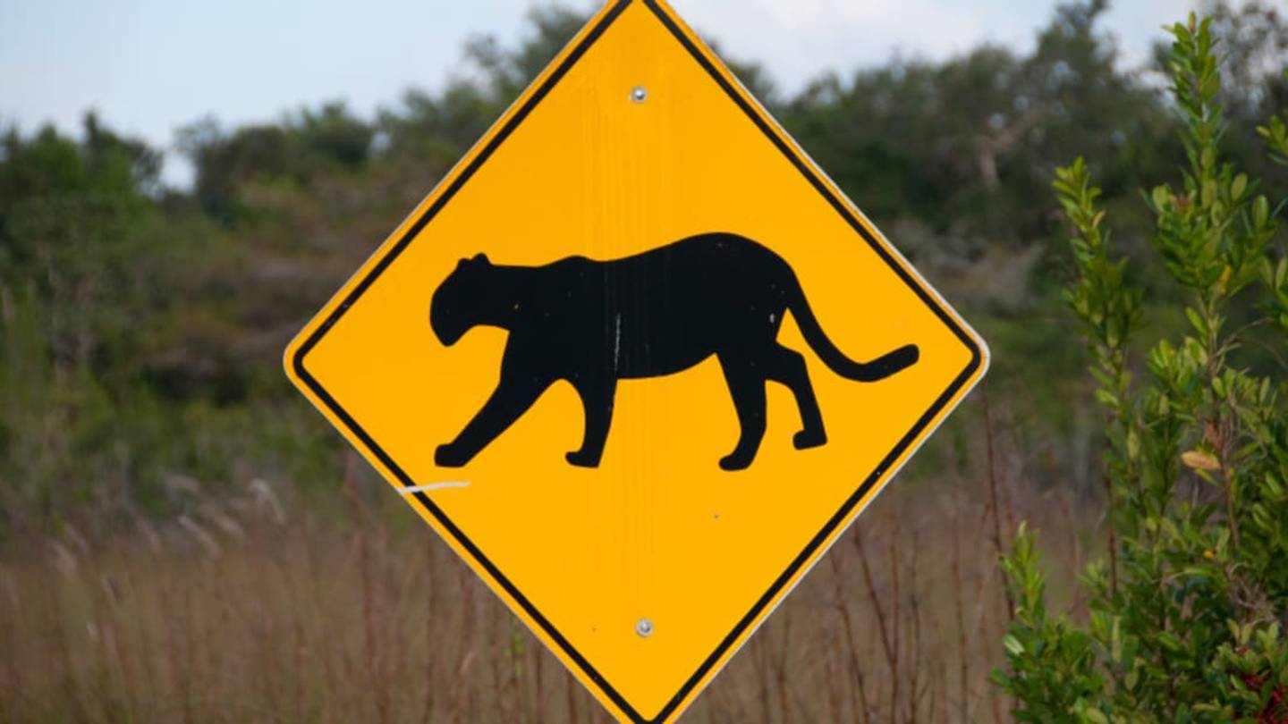 How Highway Underpasses are Saving Panthers in Florida
