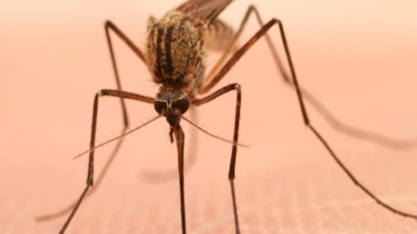 Why Are Some People More Prone To Mosquito Bites?