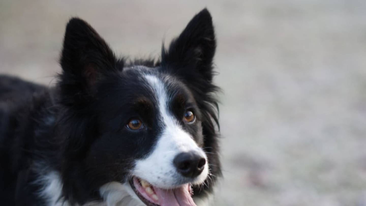 11 Bright Facts About Border Collies