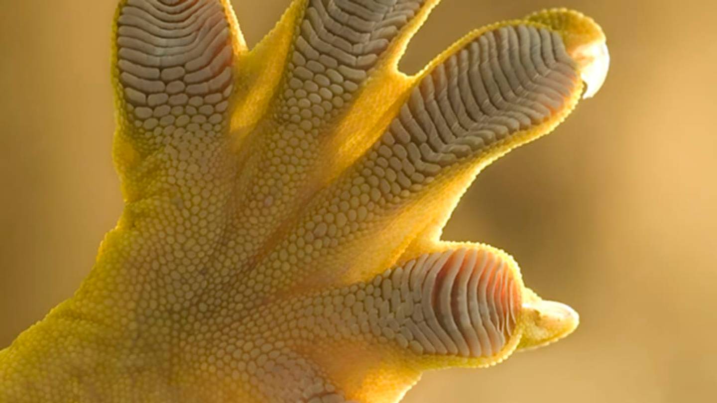Death Grip: Geckos Donât Have to Do Anything to Be Sticky