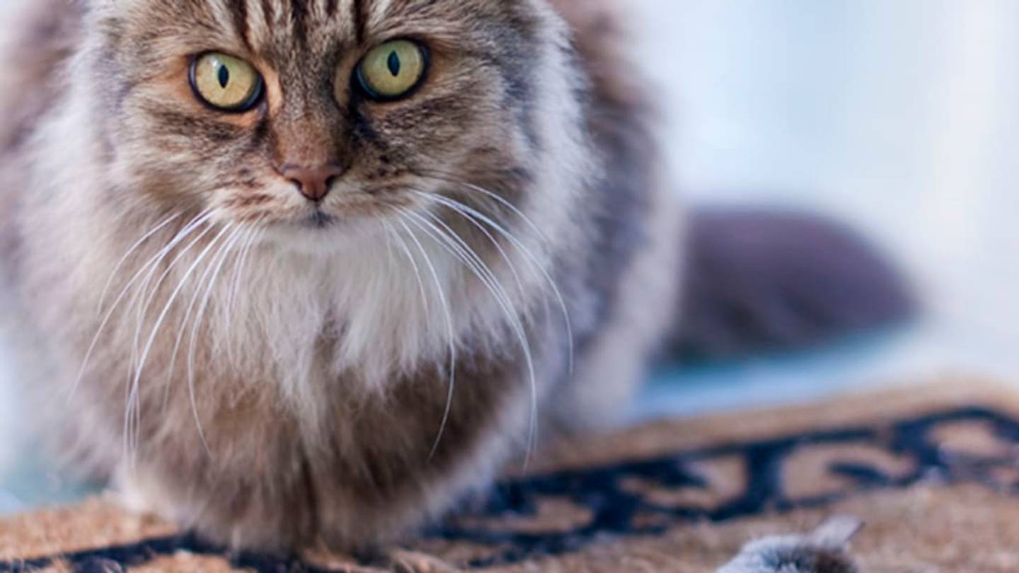 Why Does My Cat Bring Home Dead Animals?