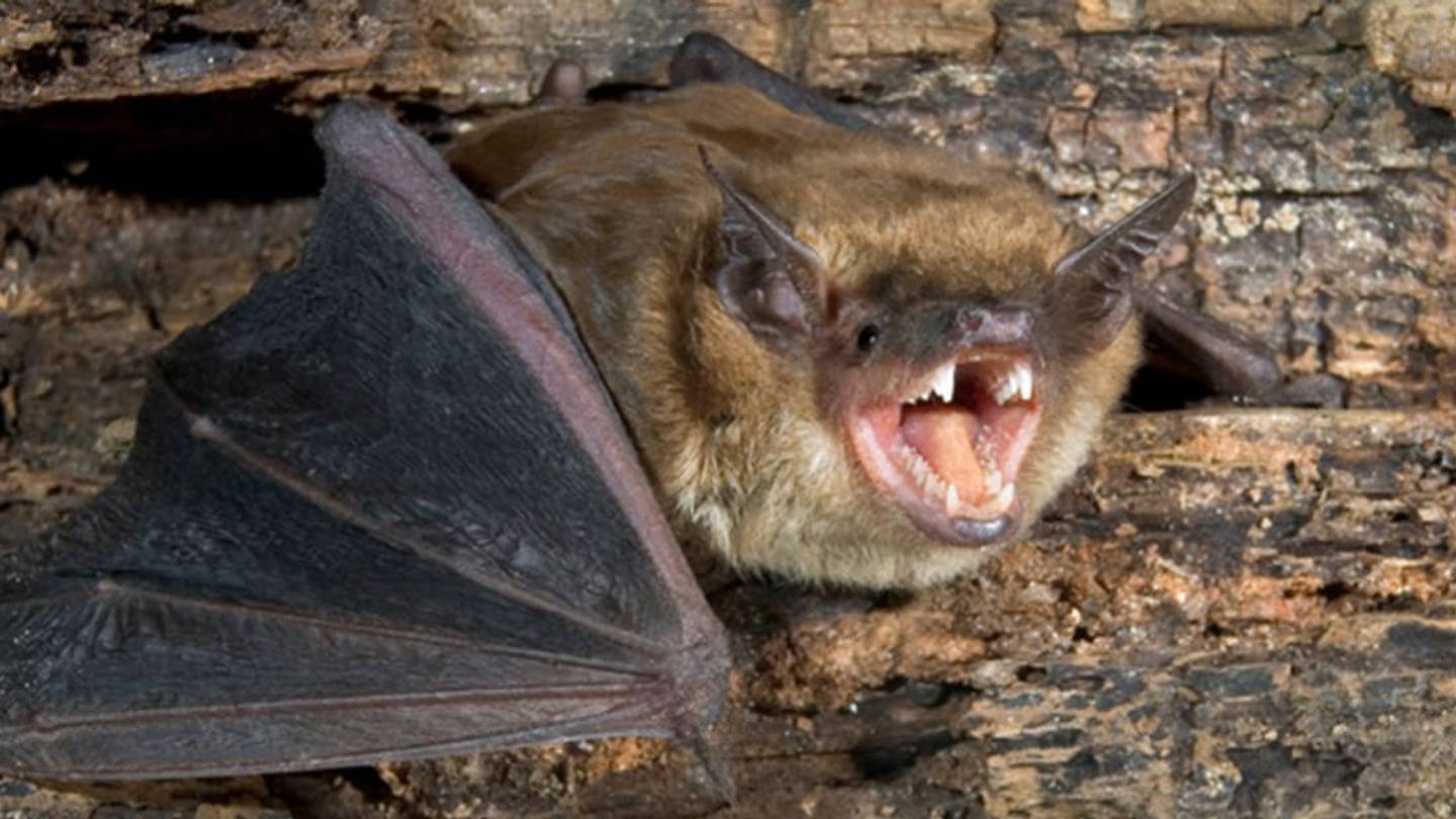Bats Jam Each Other Up When Looking for Food