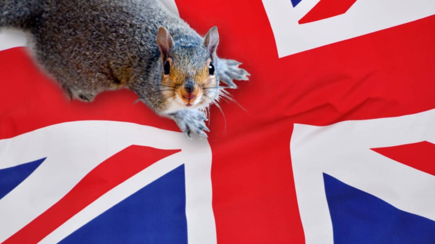 The UK's Tasty War on Grey Squirrels