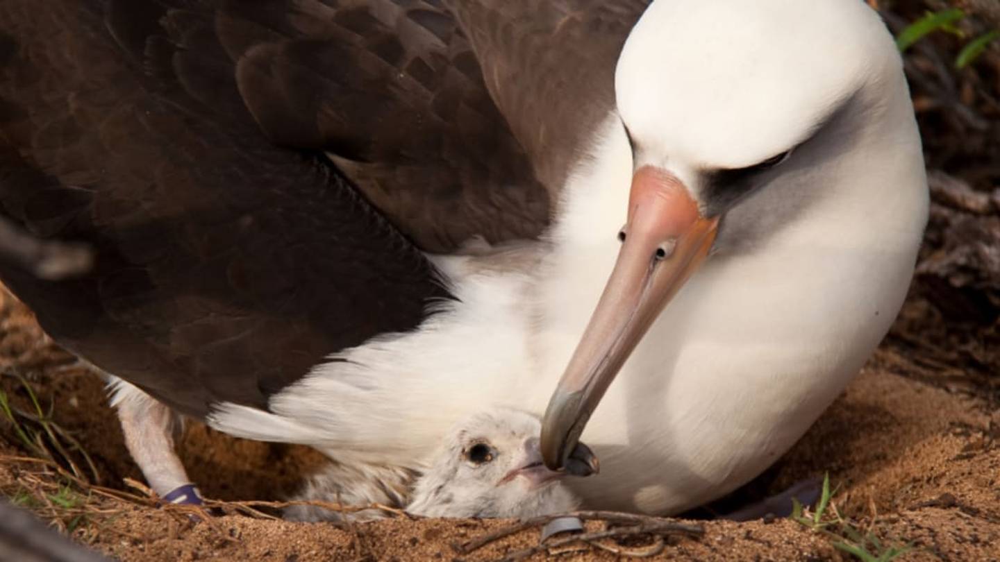 10 Soaring Facts About Albatrosses
