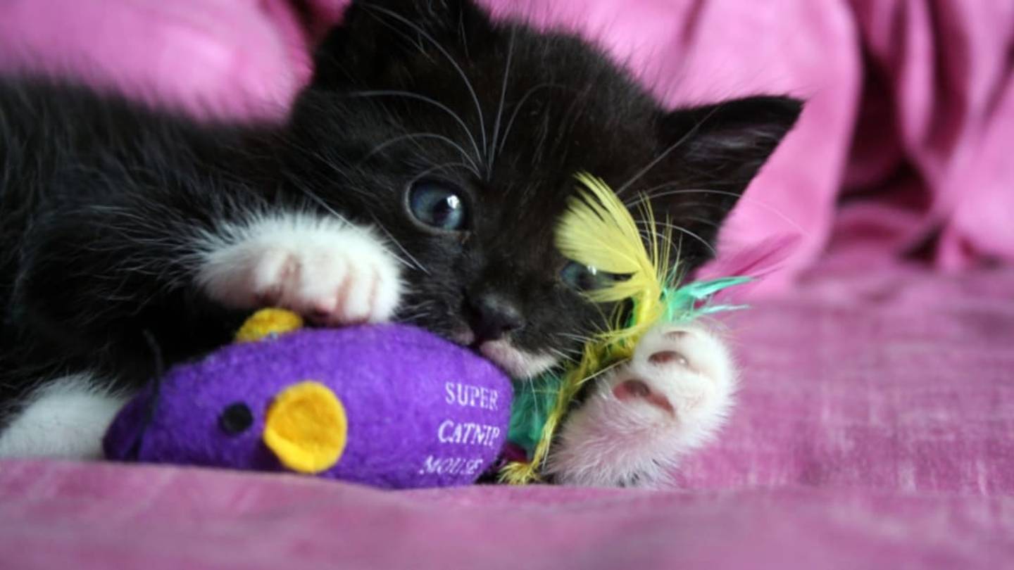 What Is Catnip and Why Are Cats Crazy For It?