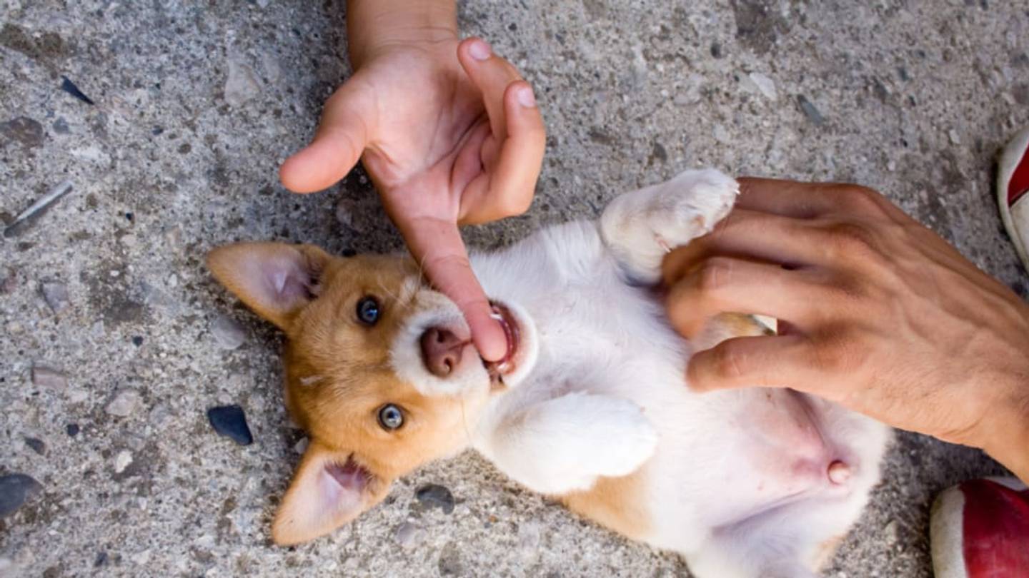 Do Other Animals Have Belly Buttons?