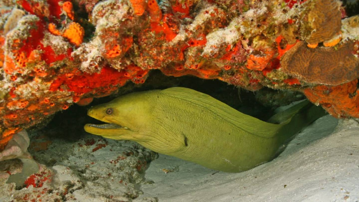 10 Fascinating Facts About Morays