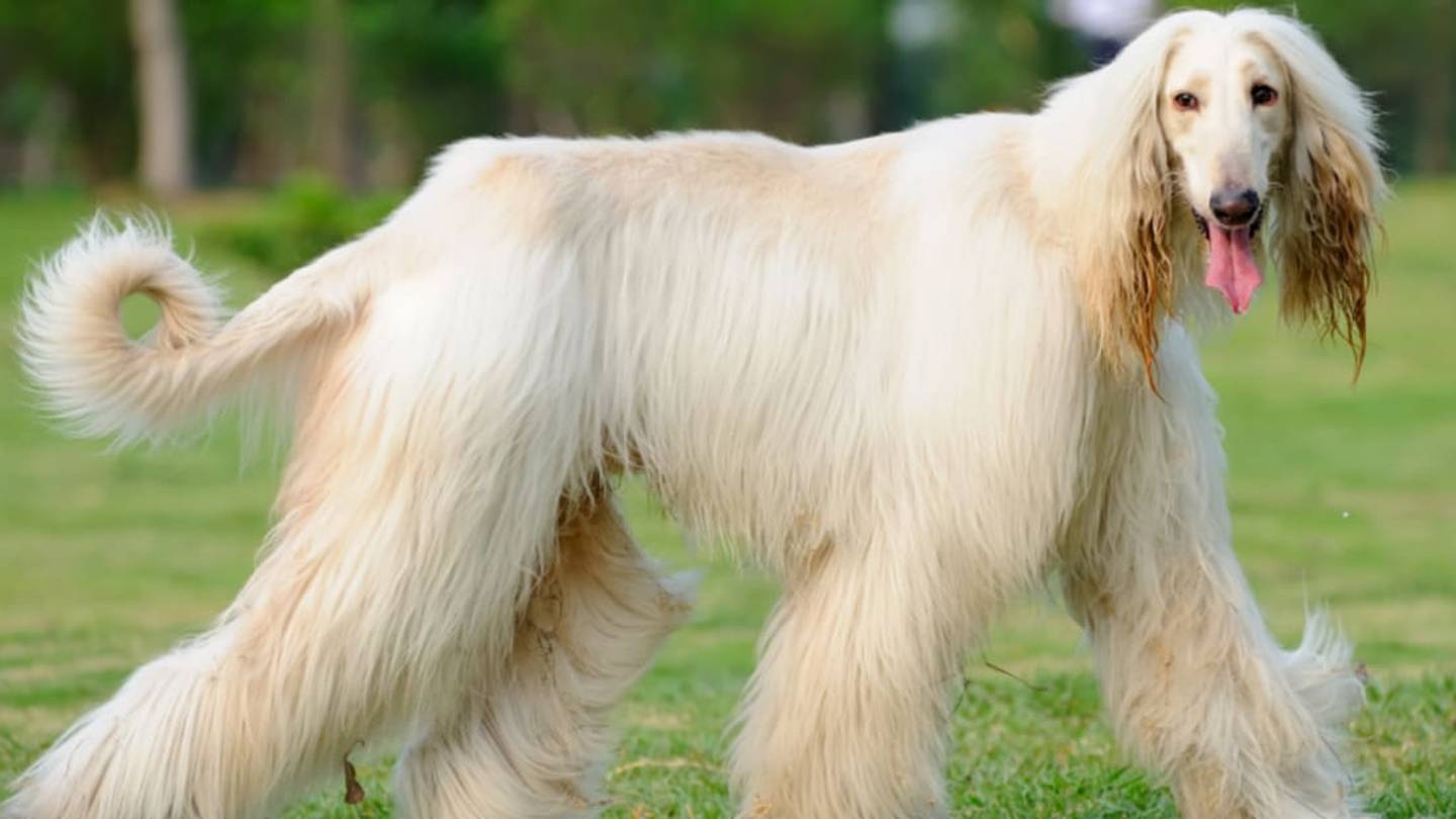 10 Elegant Facts About the Afghan Hound