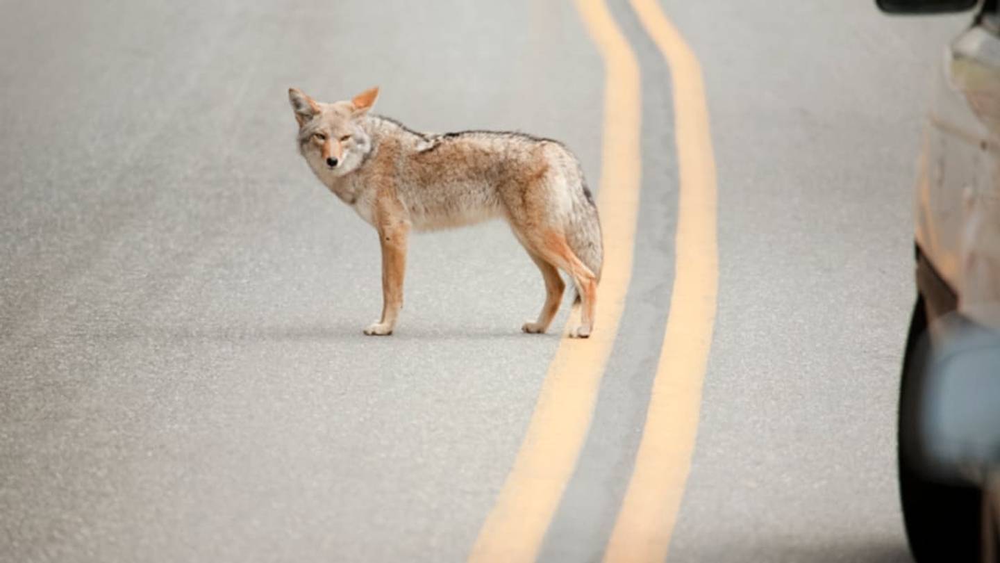 What are Coyotes Doing in the Big Apple?