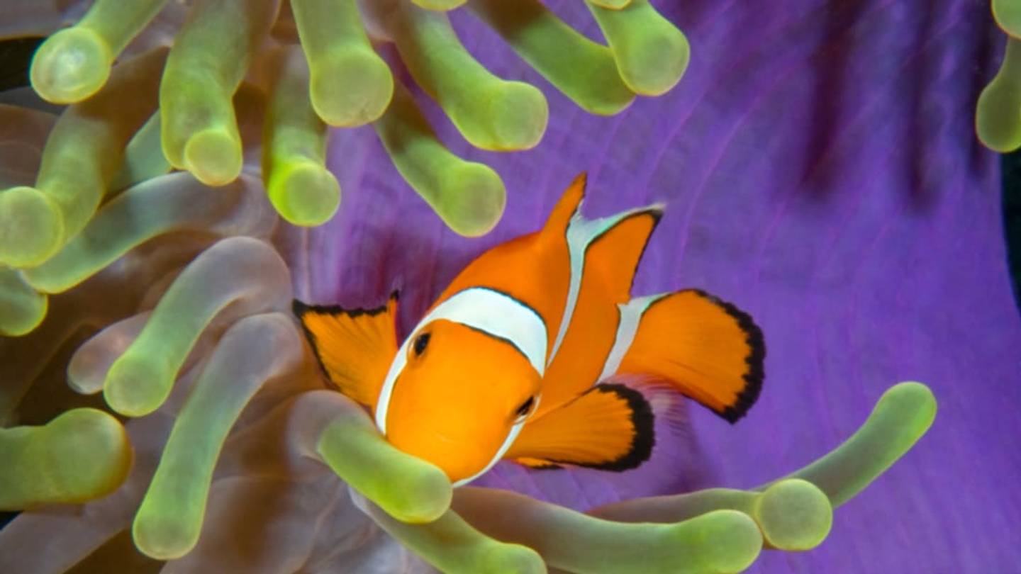 15 Fish With Amazing Talents