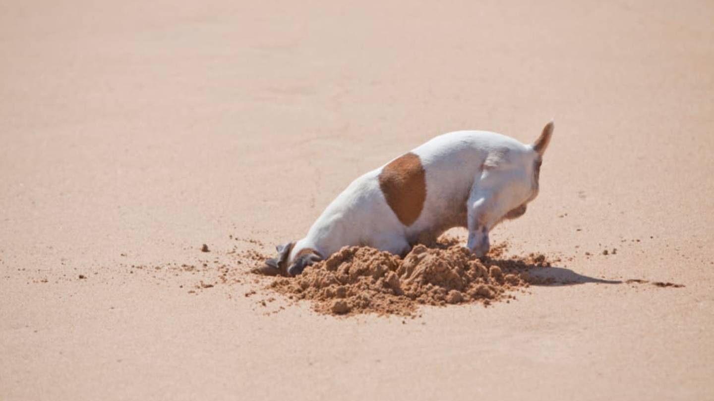 15 Theories for Your Pet's Odd Behavior