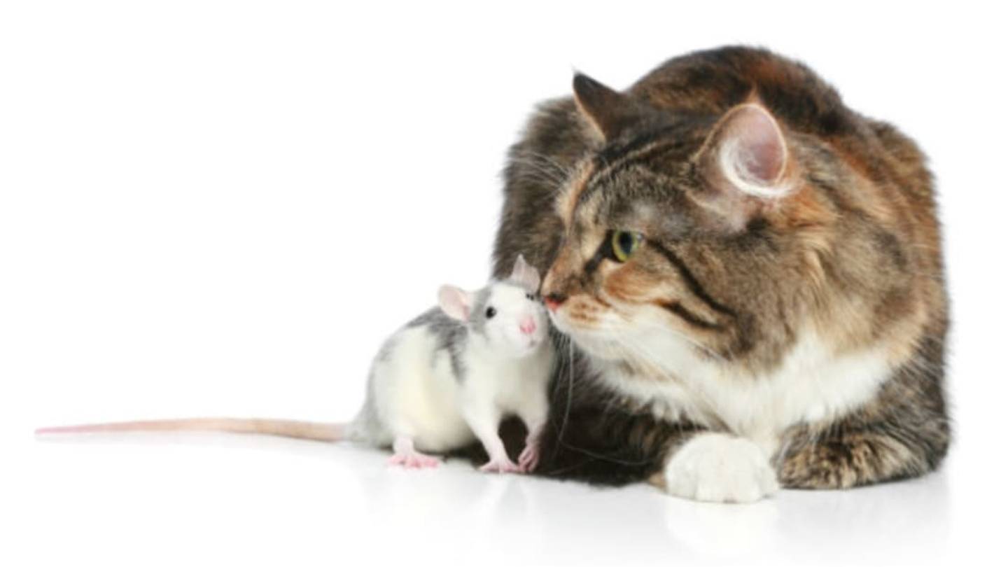 Baby Mice Exposed to Cat Urine are Less Afraid of Cats
