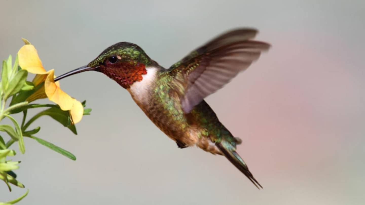 Hummingbirds Can Withstand Turbulence Remarkably Well