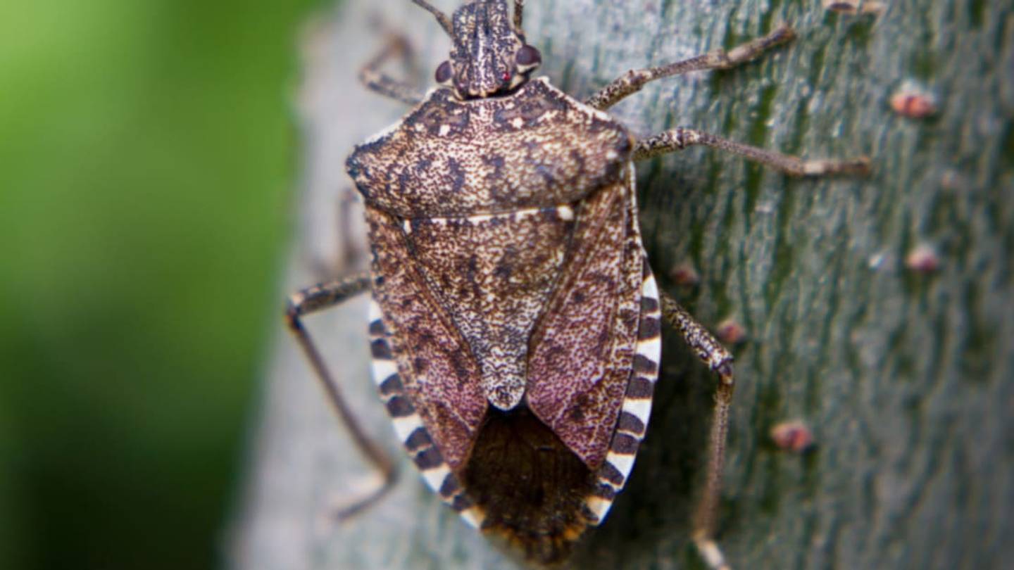 Stink Bugs Still Terrorize American Homes