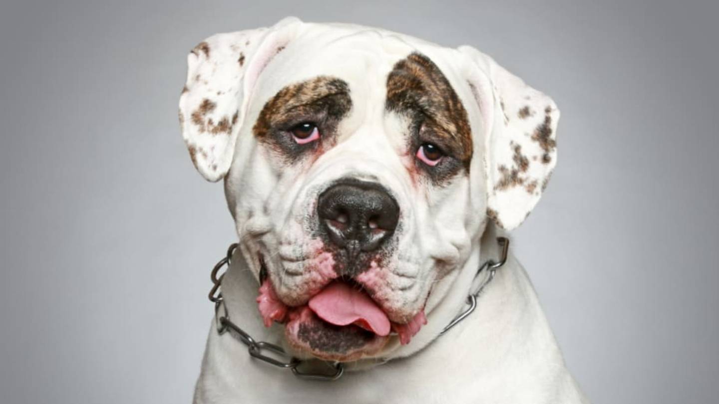 Humans May Have Turned Dogs Into Bad Problem-Solvers