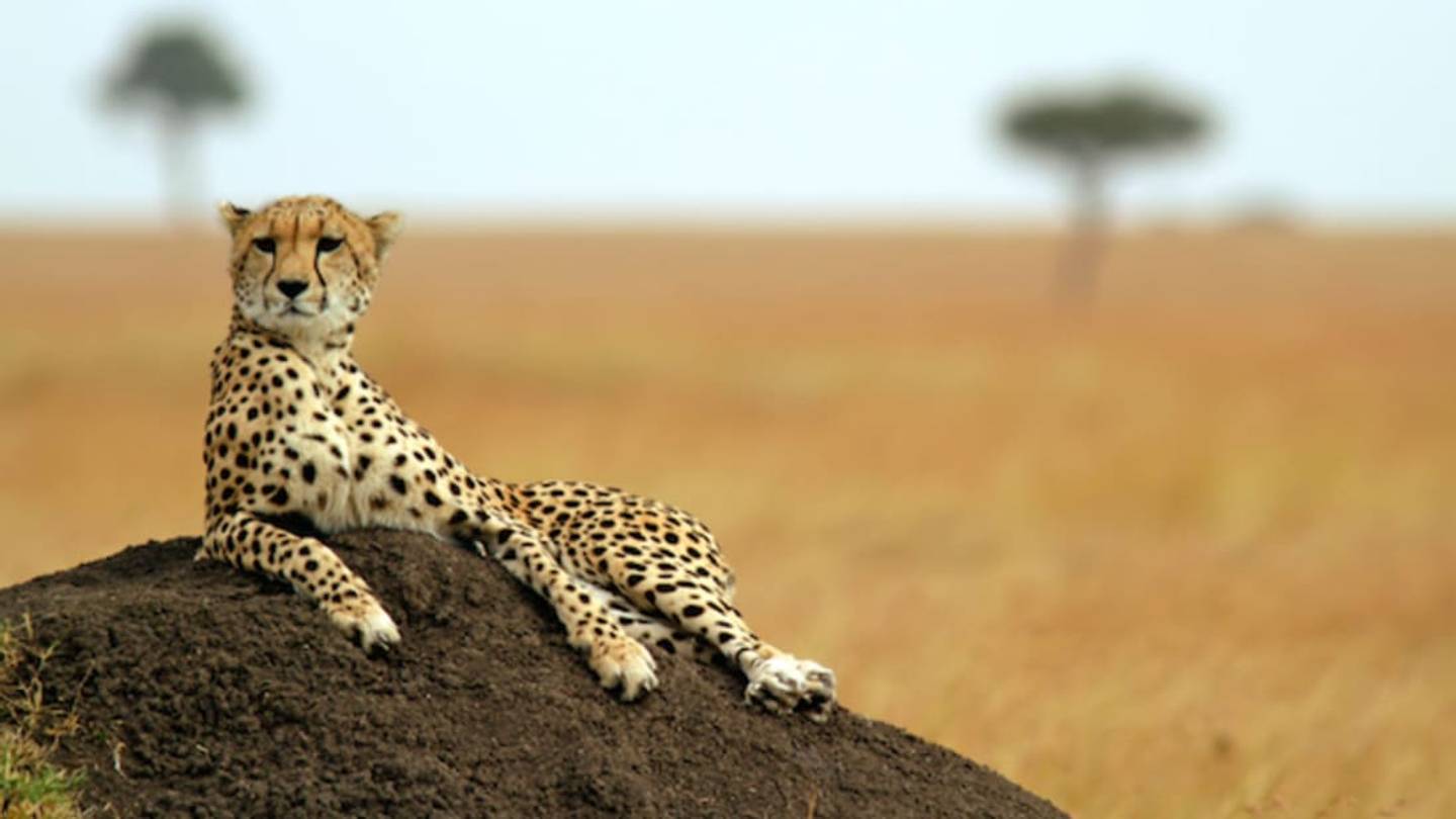 15 Fast Facts About Cheetahs