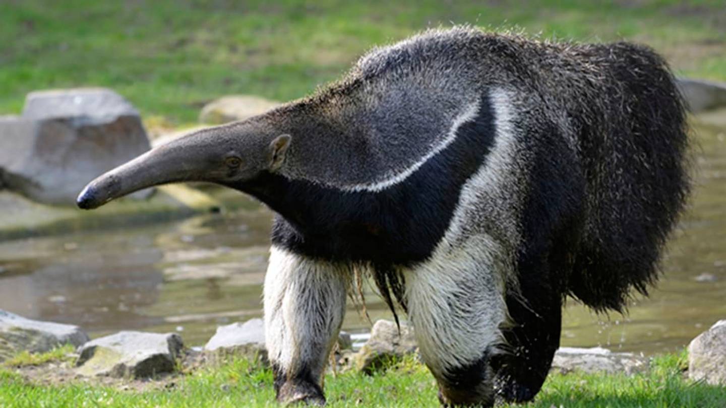 Death by Anteater