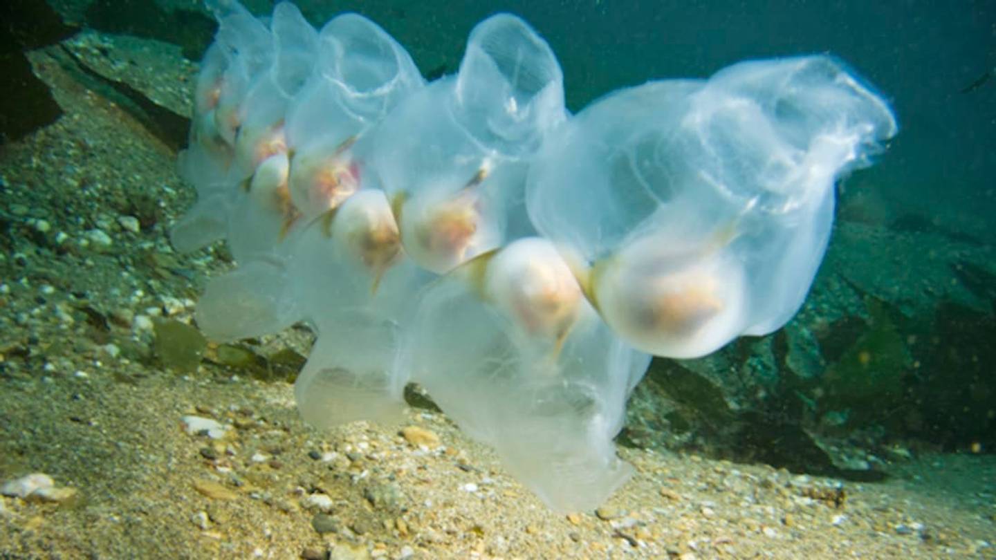 These Gelatinous Blobs Clone Themselvesâand Fight Climate Change