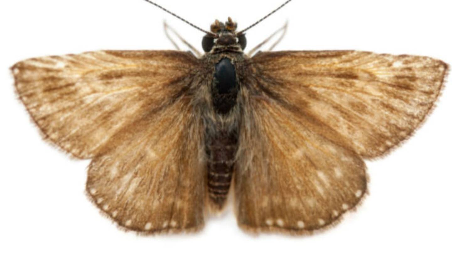 Sexually Confusing Male Moths