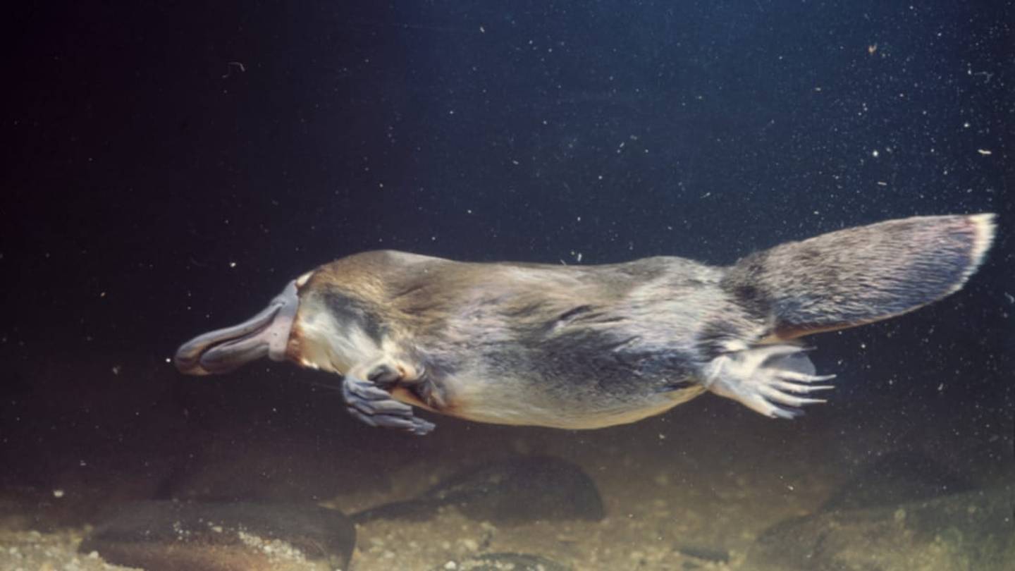 8 Videos of Platypodes in the Wild