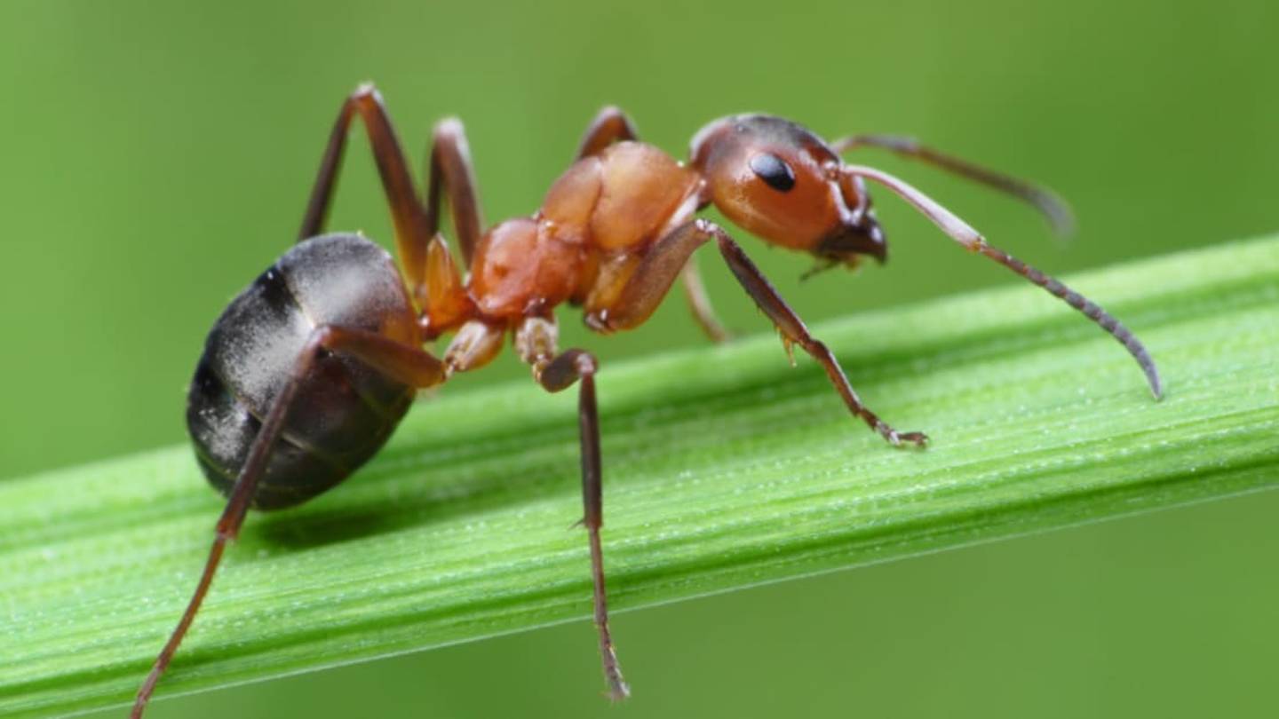 Why Male Ants Donât Have Fathers