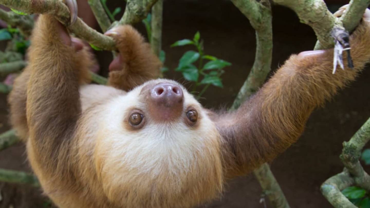 Why Sloths and Bats Don't Get Dizzy From HangingÂ Upside-Down