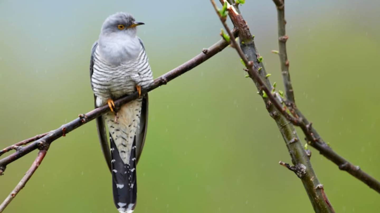 British Gamblers Bet On Cuckoo Migration