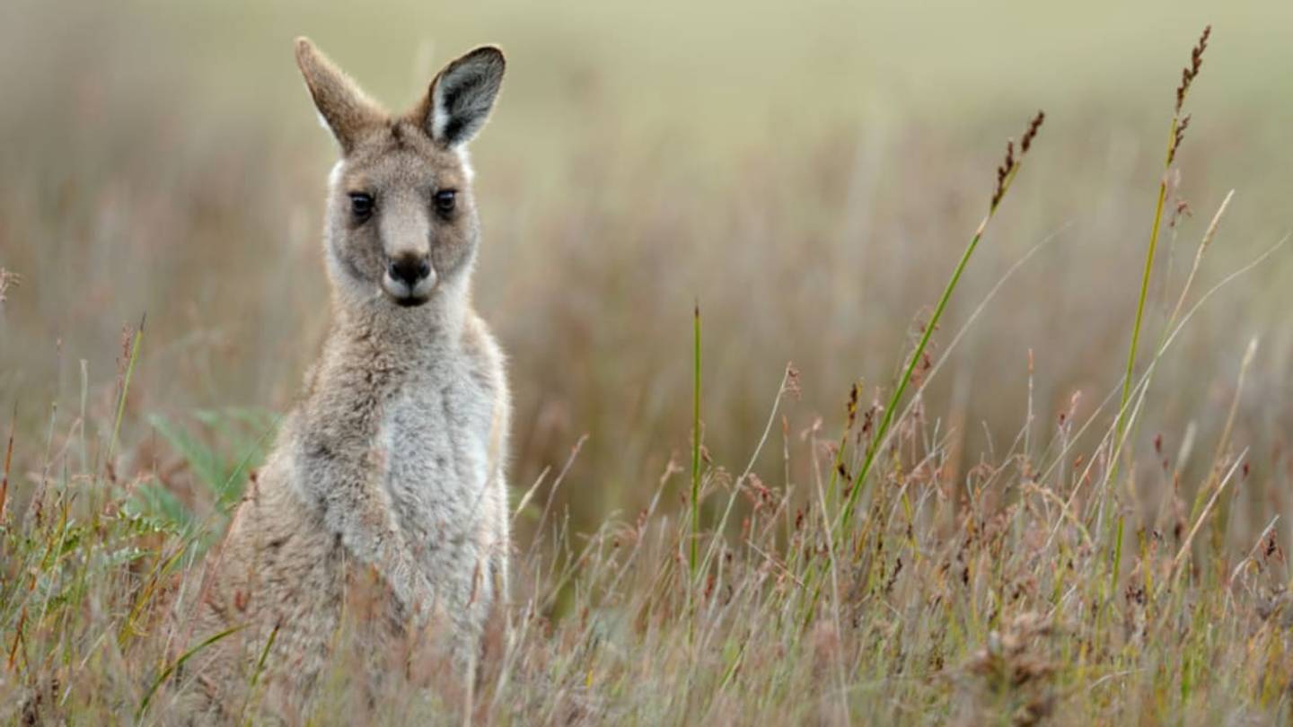 New Research Finds that Kangaroos are Left-Handed