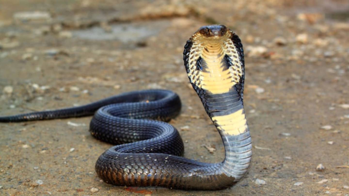 A Historical Look At Why You Shouldn't Drunkenly Handle Snakes