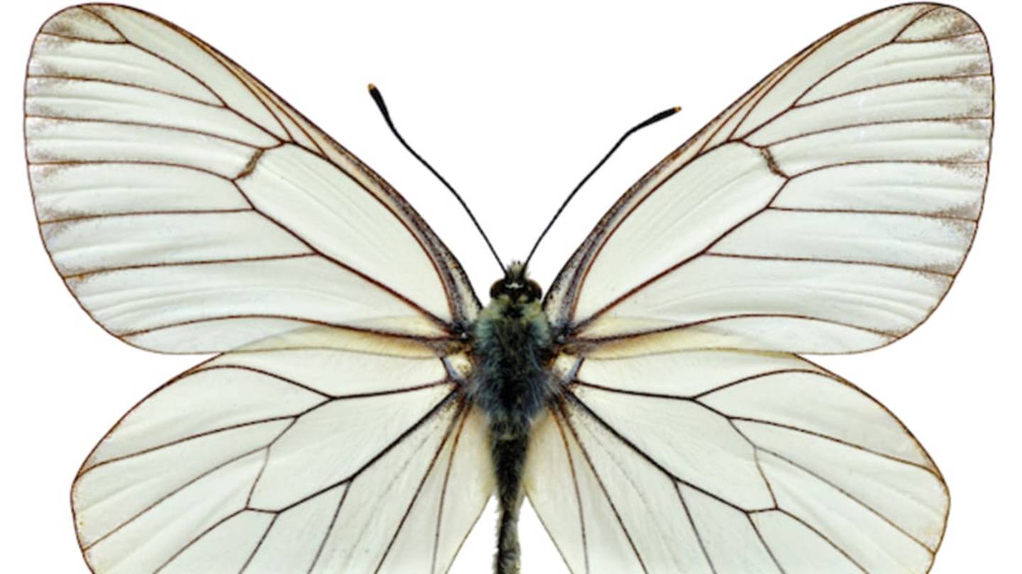 Female Butterflies Have A Second StomachâInside Their Vaginas