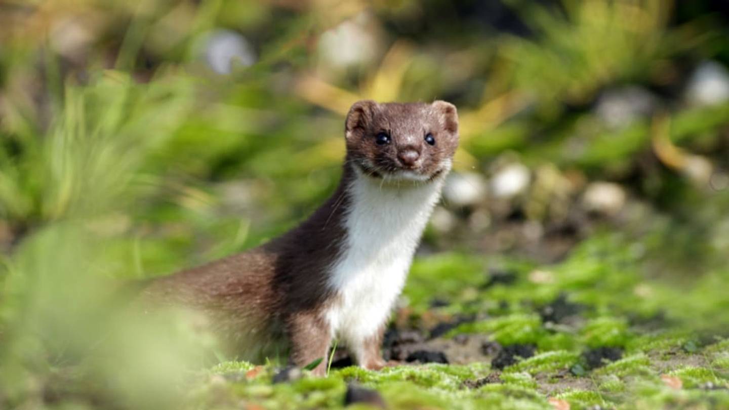 7 Fierce Facts About Weasels