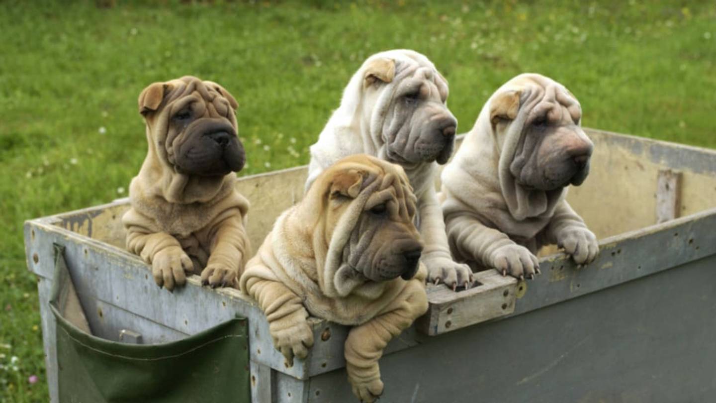 10 Wrinkly Facts About theÂ Shar-Pei