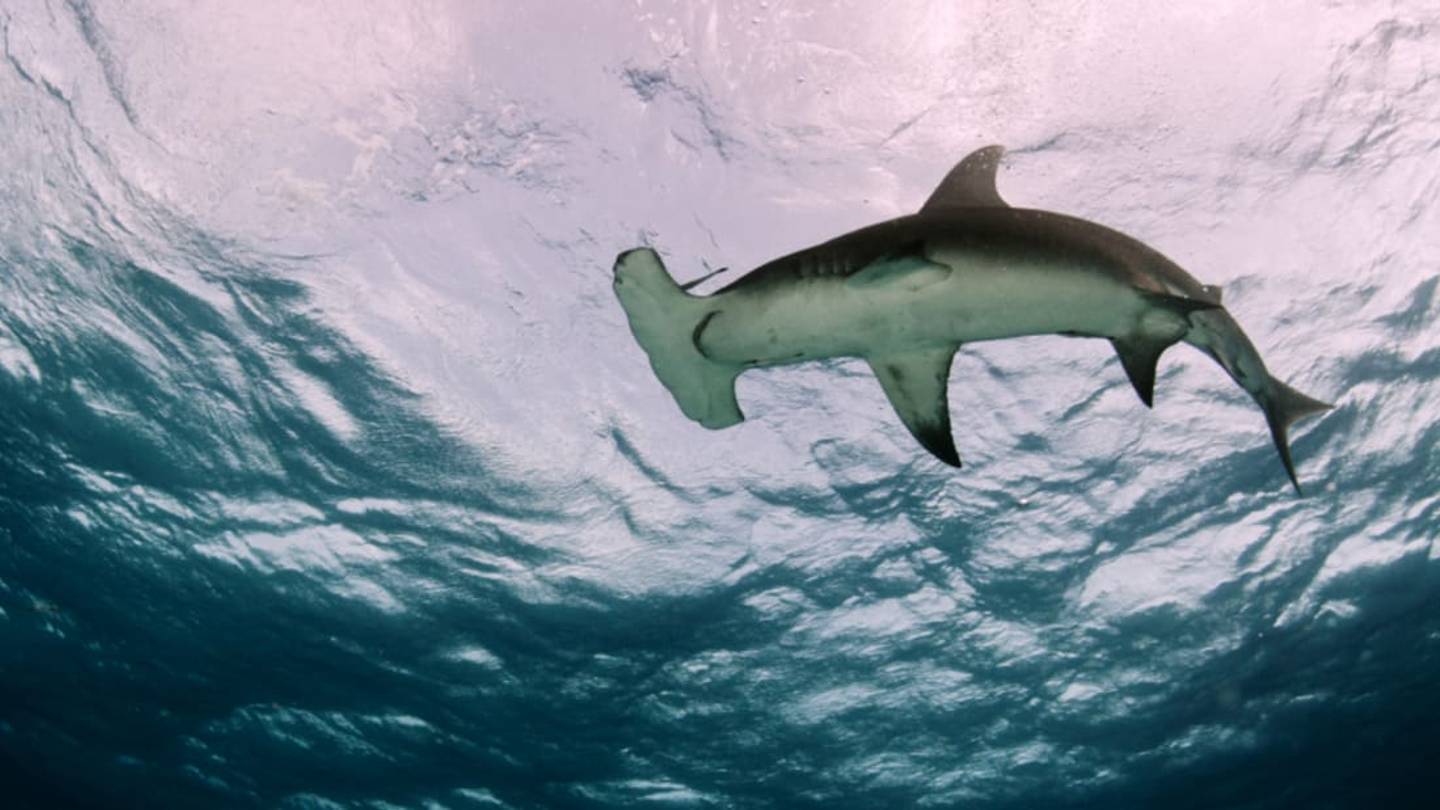 Why Are Hammerheads' Heads Shaped Like That?