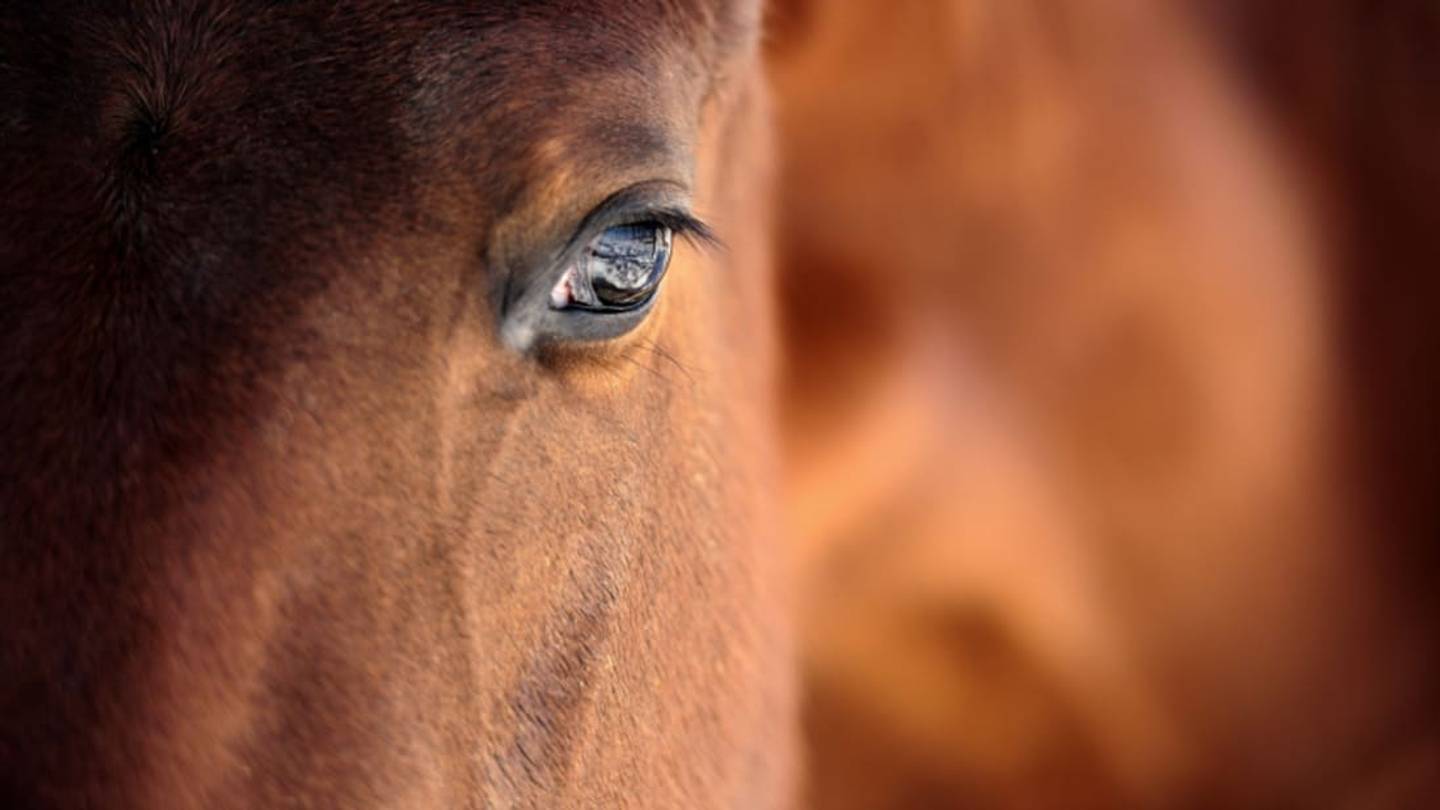 The 1872 Equine Influenza Epidemic That Sickened Most U.S. Horses